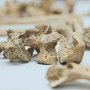 Décomposition des os humain