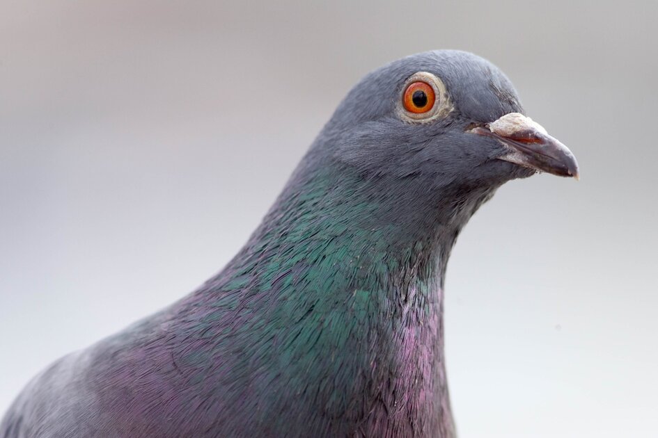 Mauvaise nouvelle: votre réseau fibre gigabit surclassé par... un pigeon avec une clé USB?