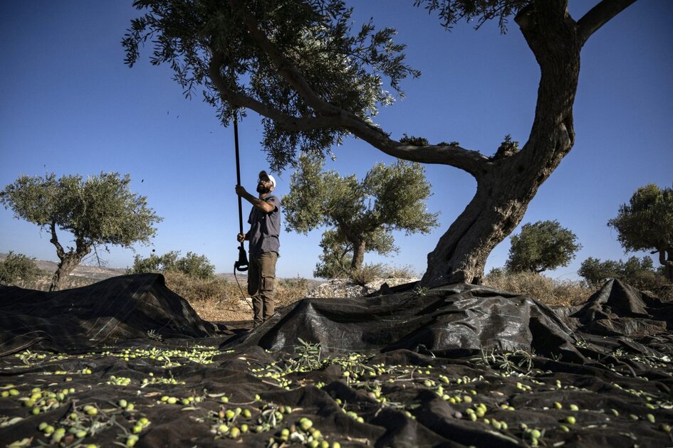 Rabbi soutient agriculteurs Cisjordanie, hausse violence colons