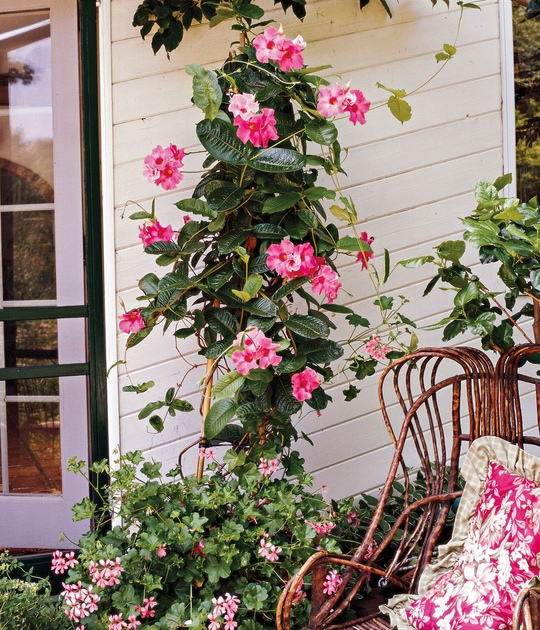 Mandevilla La plante grimpante tropicale pour embellir votre jardin