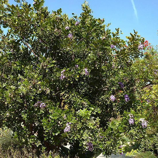 Laurier du Texas: Arbuste à fleurs pour régions chaudes
