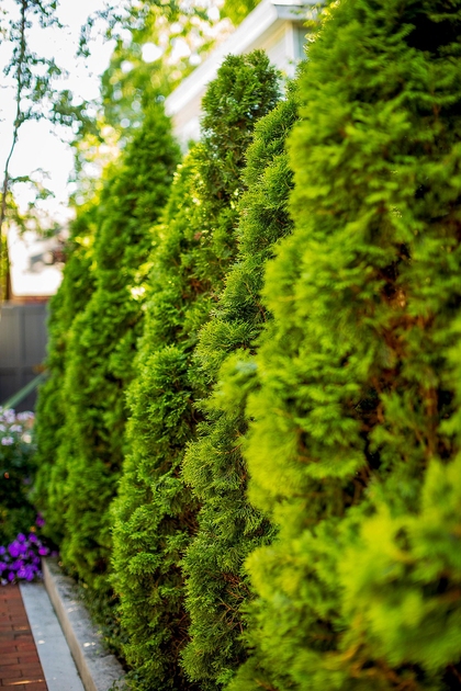 Cultiver l’Arborvitae: Le Guide pour un Écran Vert Dense