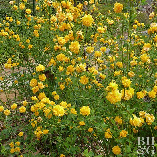 Cultiver le Kerria japonais: Guide de plantation et entretien