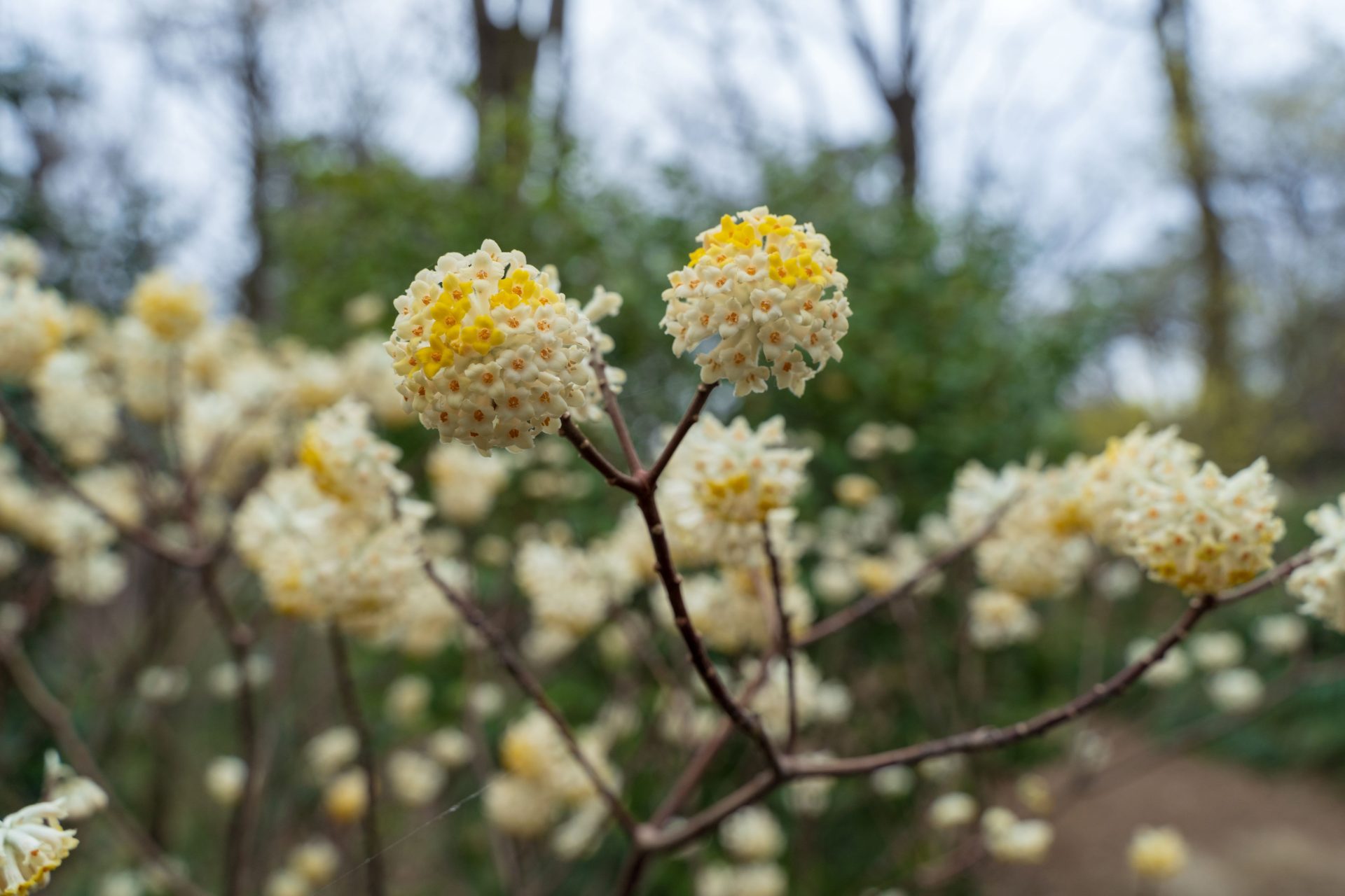 Cultiver le Paperbush : guide du jardin parfumé