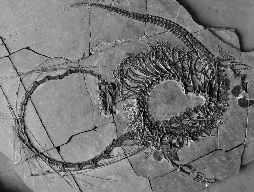 Découverte d'une fossile vieille de 240 millions d'années d'un dragon