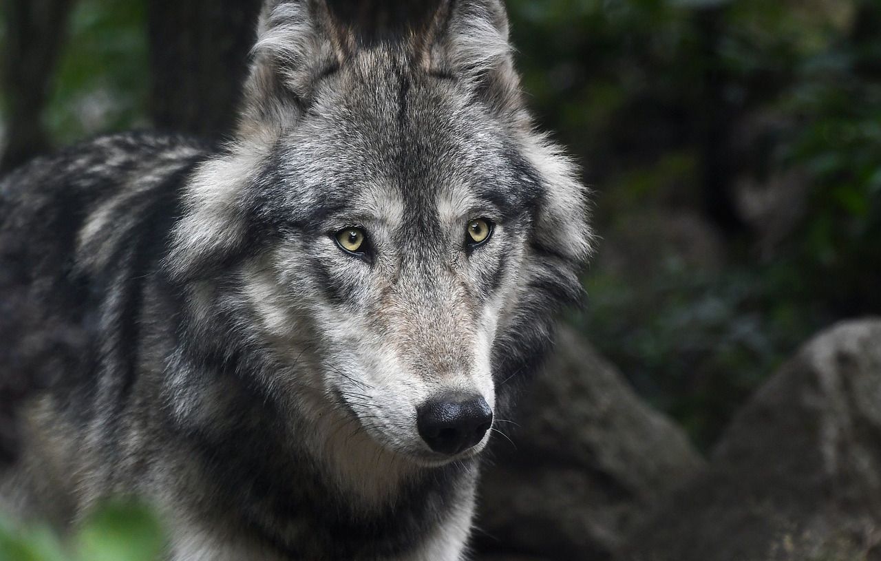 Les loups mutants de Tchernobyl développent une résistance au cancer selon les études