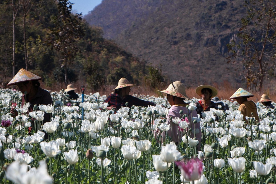 Boom économique pour les cultivateurs d'opium en Birmanie