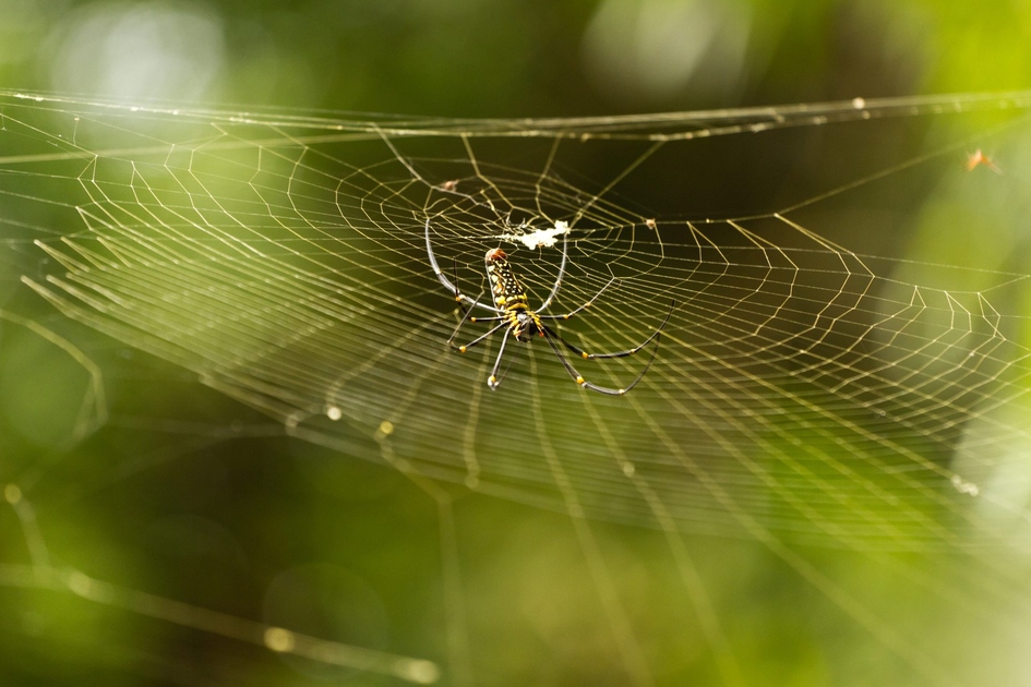 Simulation de la soie d'araignée - Percée chinoise révèle le secret de fabrication