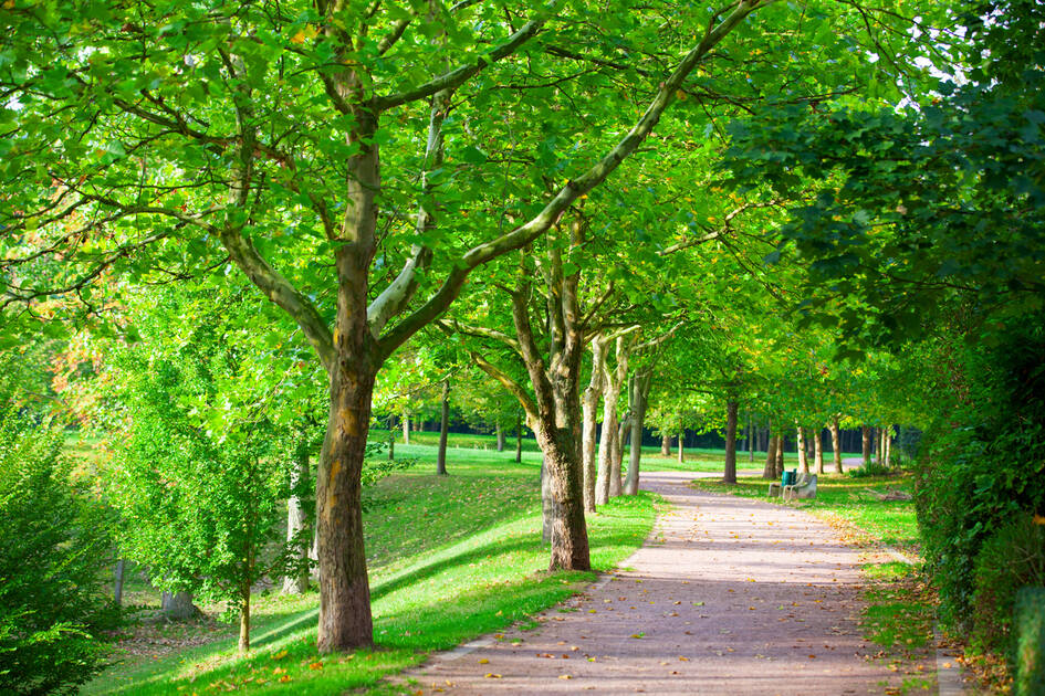 Vivre près des espaces verts pour une meilleure santé osseuse