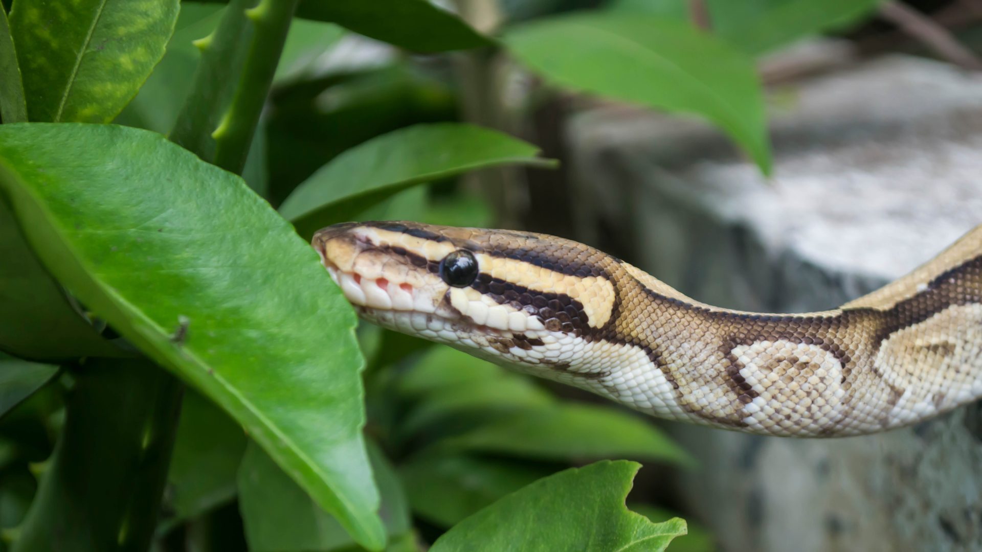 7 signes de serpents dans votre jardin : à surveiller