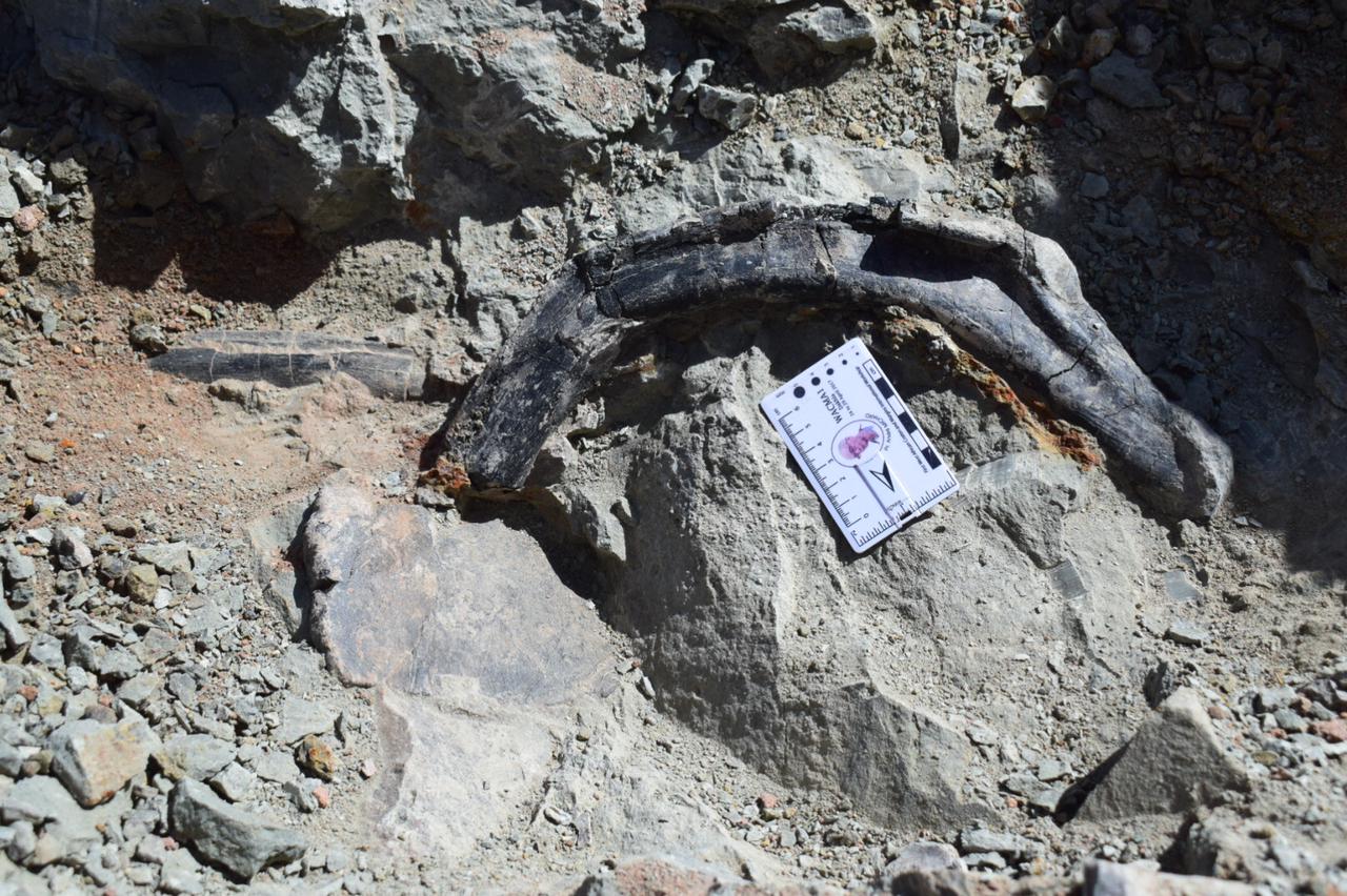 Découverte au Maroc d'un dinosaure herbivore blindé de 165M ans