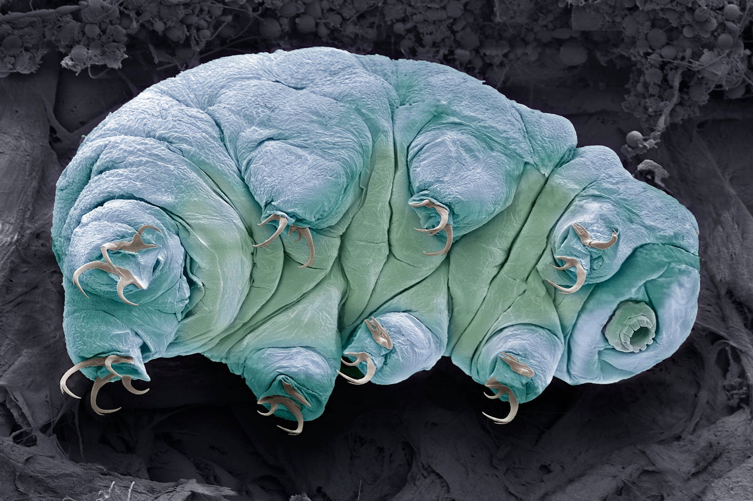 Effet des protéines du tardigrade sur le métabolisme humain.jpeg