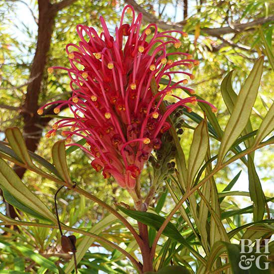 Grevilleas: Un joyau botanique pour jardins exotiques