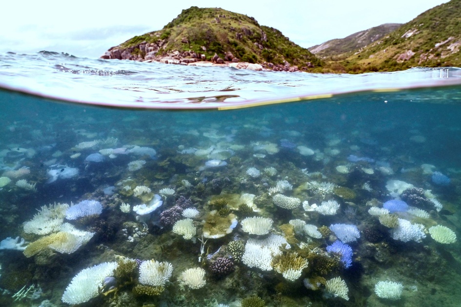 Pire blanchissement jamais vu pour la Grande Barrière de corail