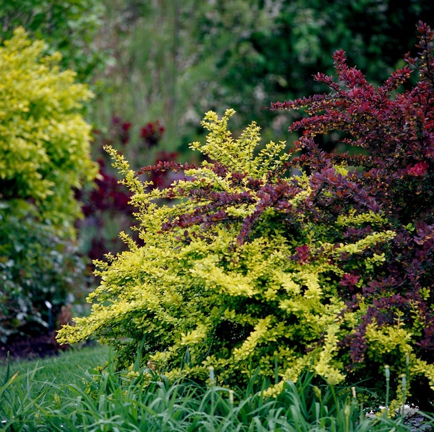 Guide complet pour planter et cultiver le Berbéris, un arbuste coloré polyvalent pour votre jardin.