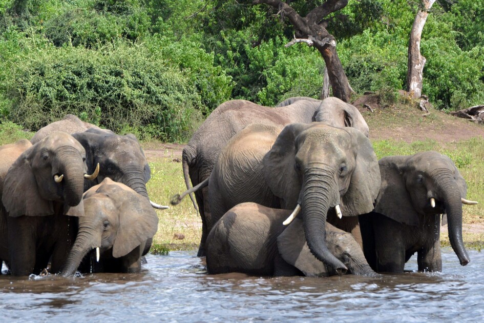 Pourquoi le Botswana et la Namibie veulent moins d'éléphants