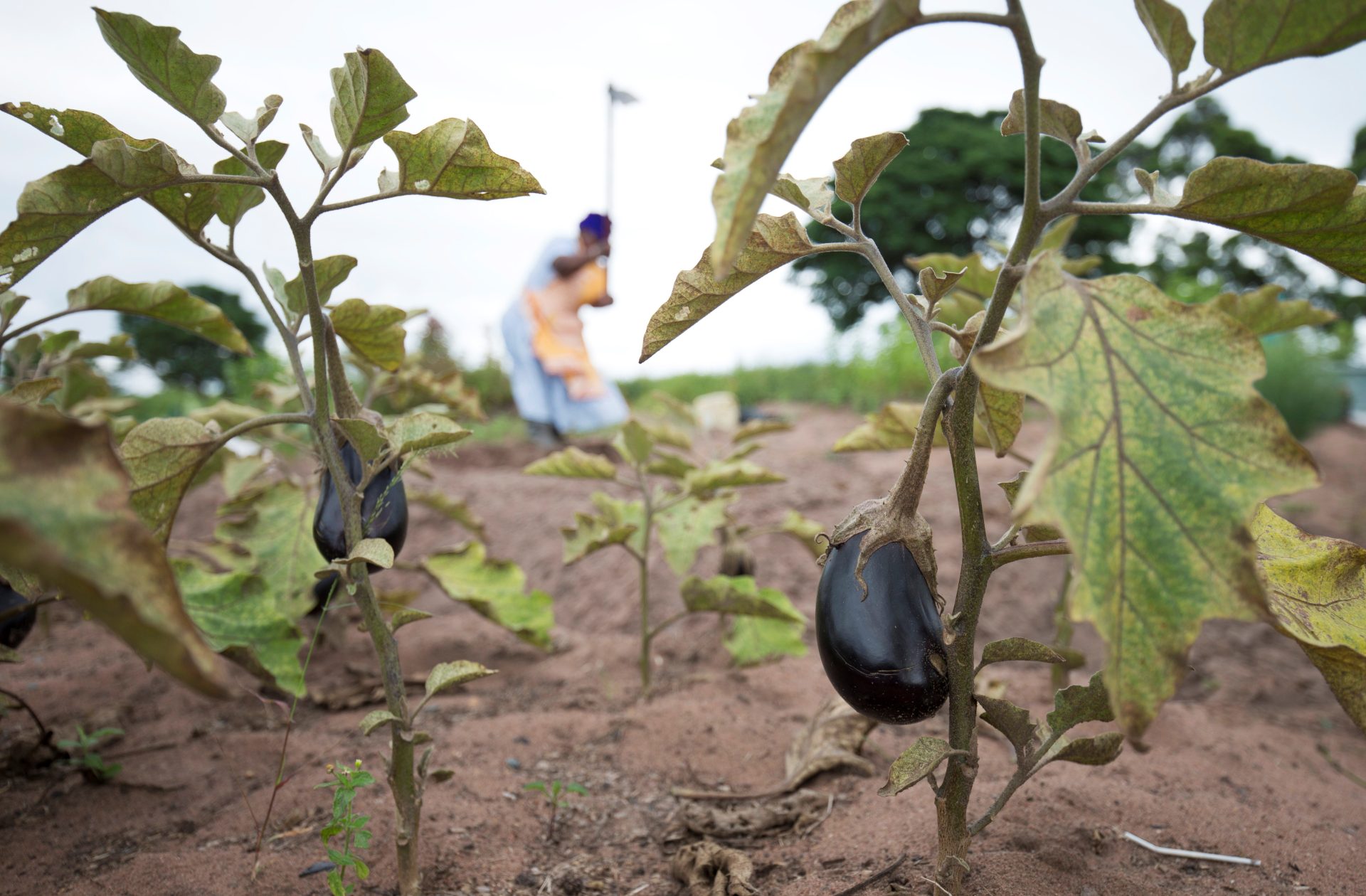 Citoyens oubliés en danger d'éviction les ouvriers agricoles en Afrique du Sud