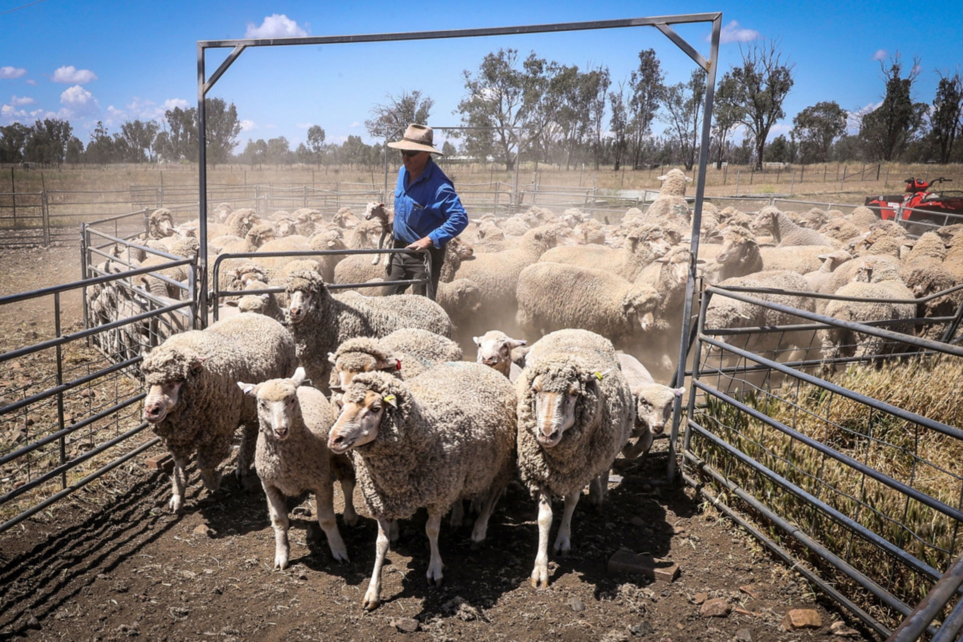 Koweït et Jordanie touchés Impact du ban australien des ovins vivants