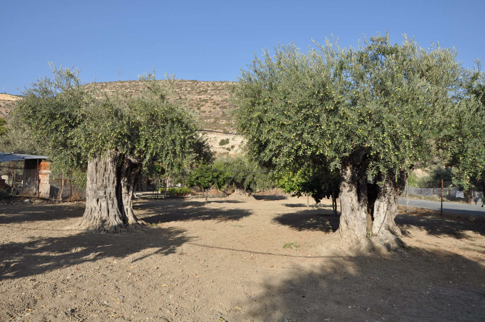 L'olivier millénaire de Bhesas, nouvel ambassadeur de Jordanie