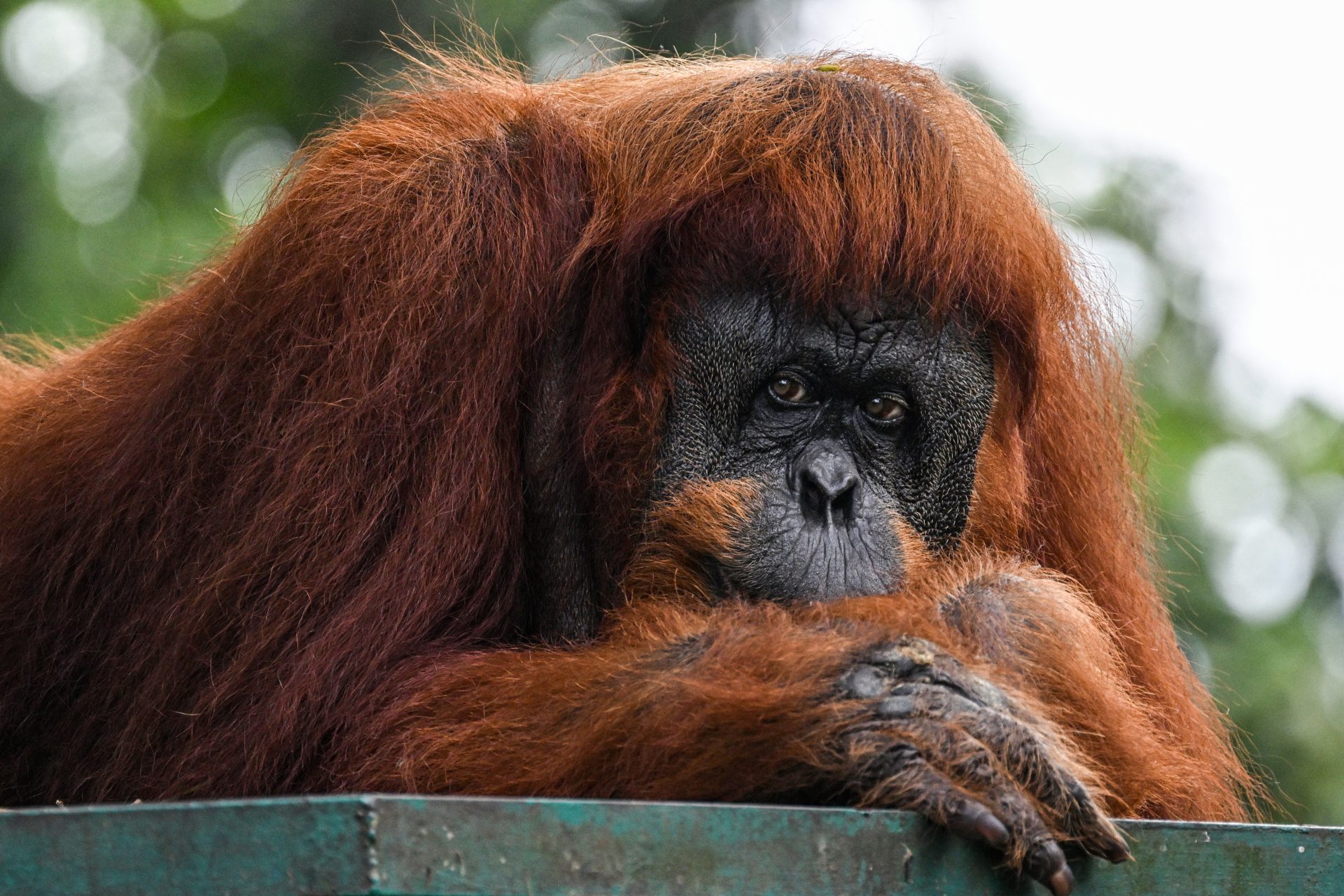Malaisie mise sur la diplomatie orang-outan pour le palmier à huile