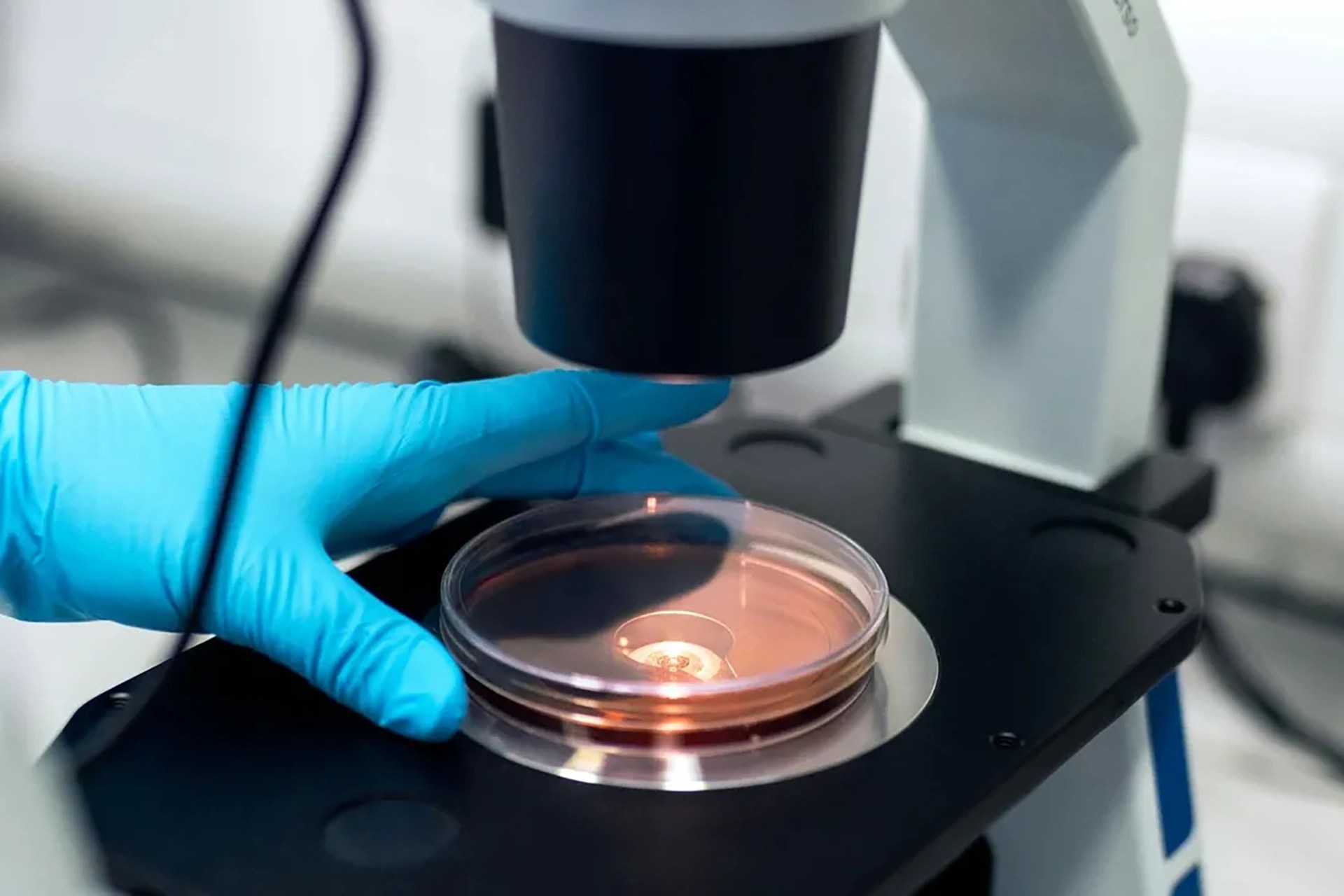 Microscope révolutionnaire voit les bactéries 30 fois plus clair