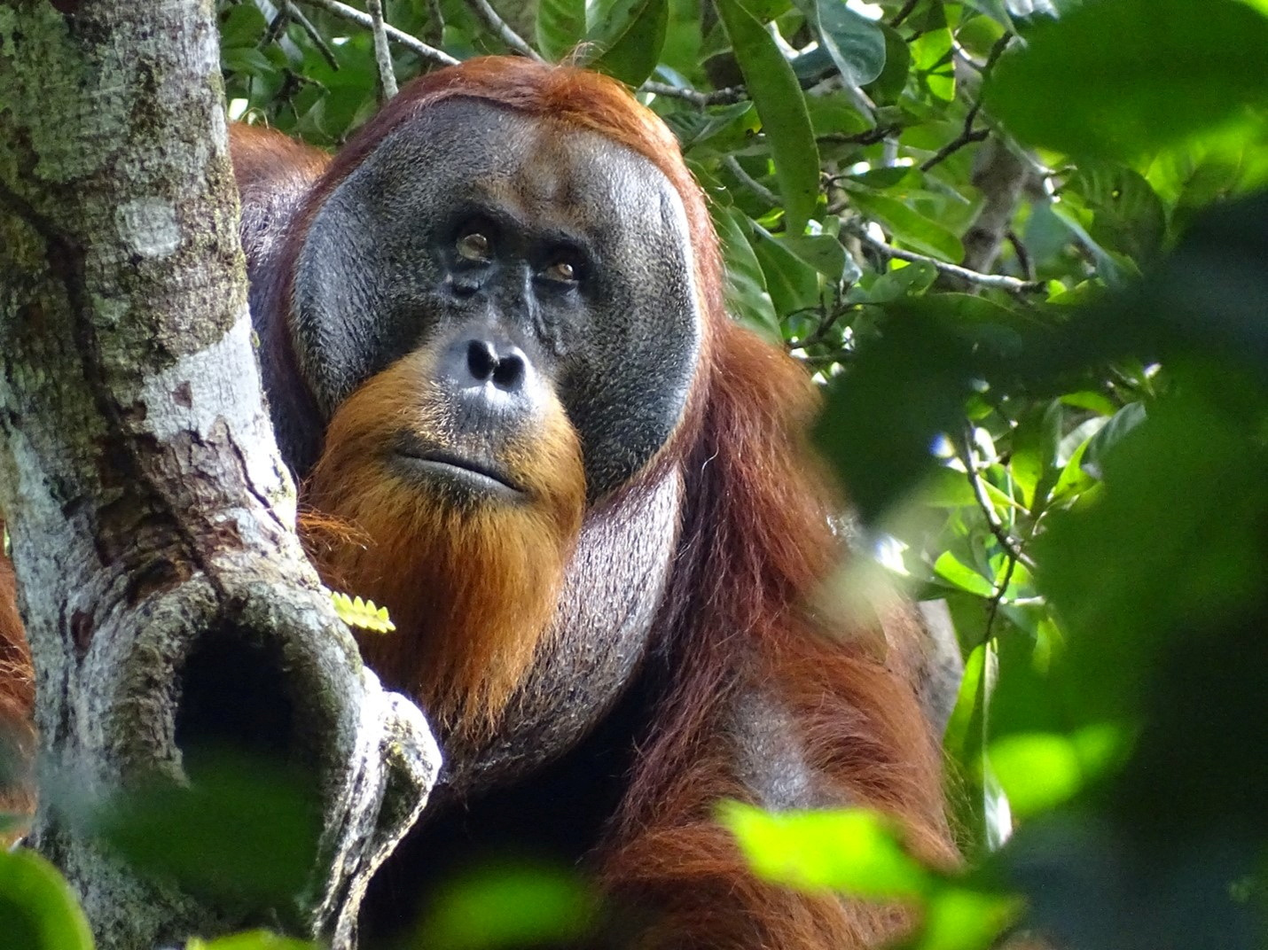 Orang-outan vu soignant blessure avec plante médicinale, une première mondiale