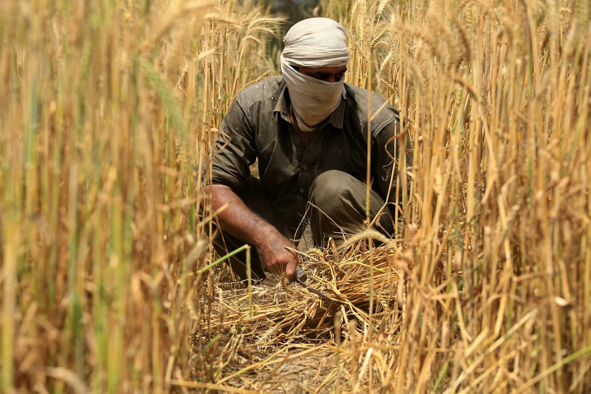 Pourquoi les agriculteurs de blé du Pakistan manifestent-ils contre le gouvernement?