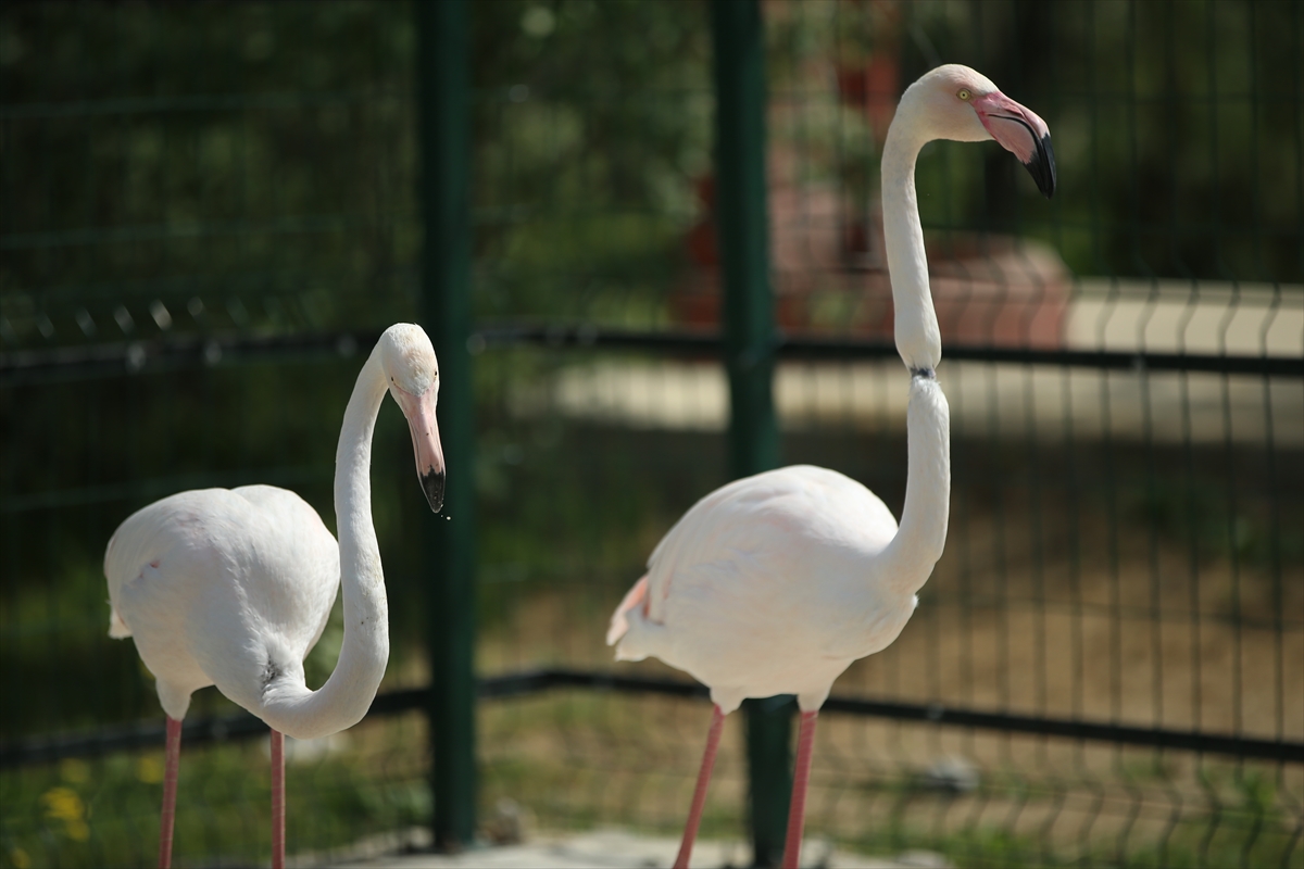 Réserve de Koliya en Turquie voir les animaux de près et nature
