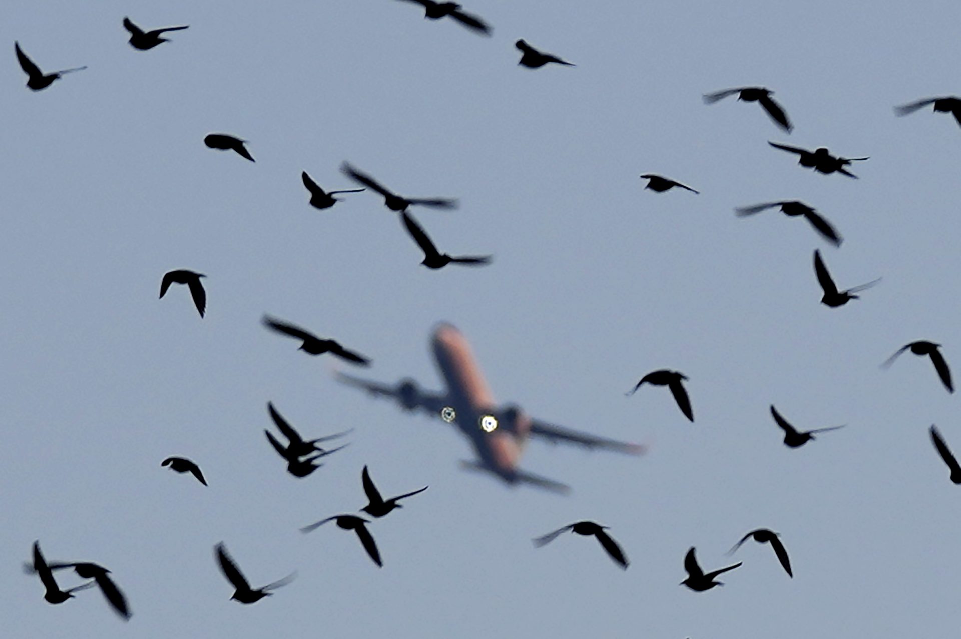 Comment et pourquoi les oiseaux entrent en collision avec les avions