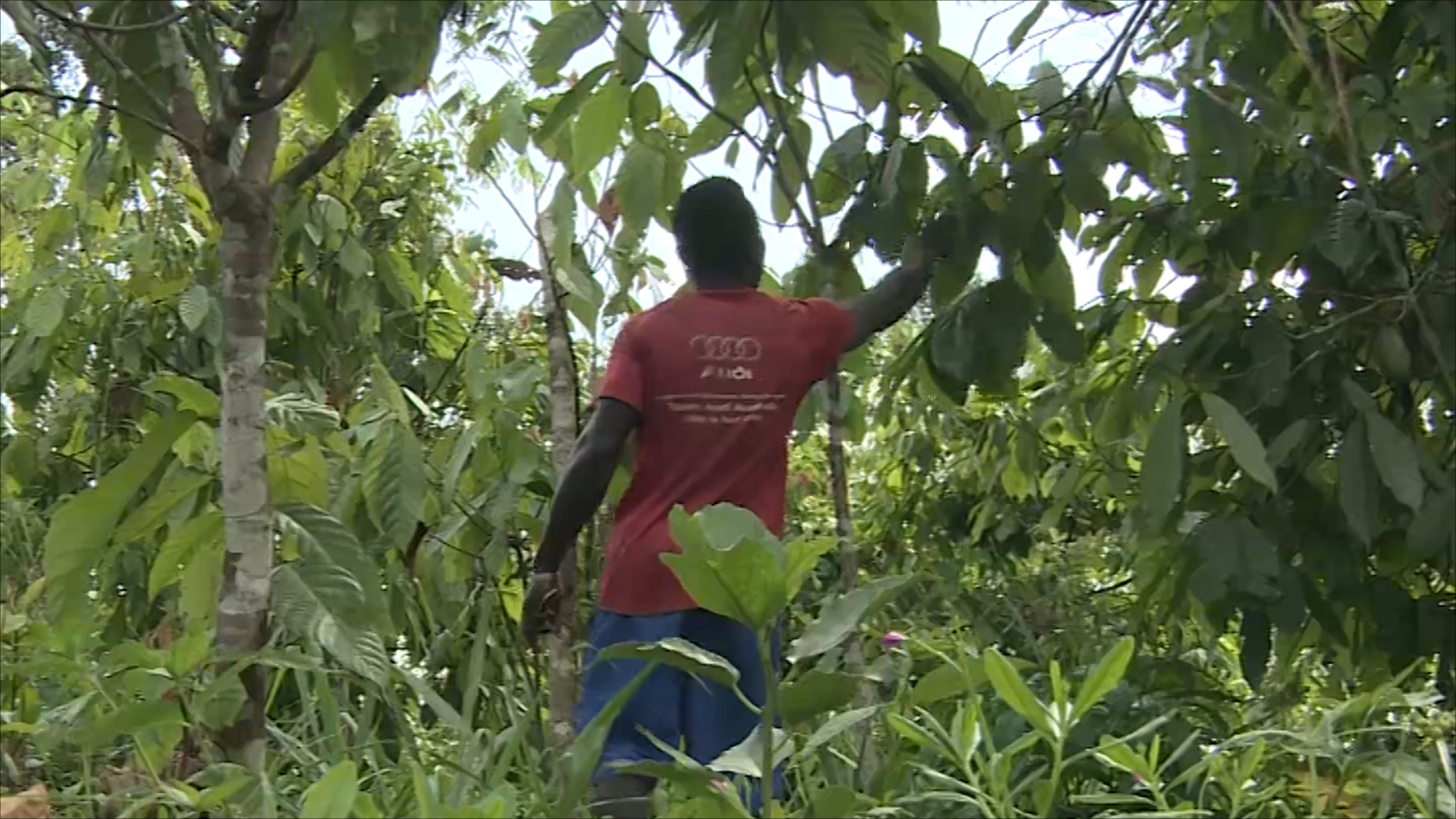 Économie ivoirienne impactée par la baisse de production de cacao