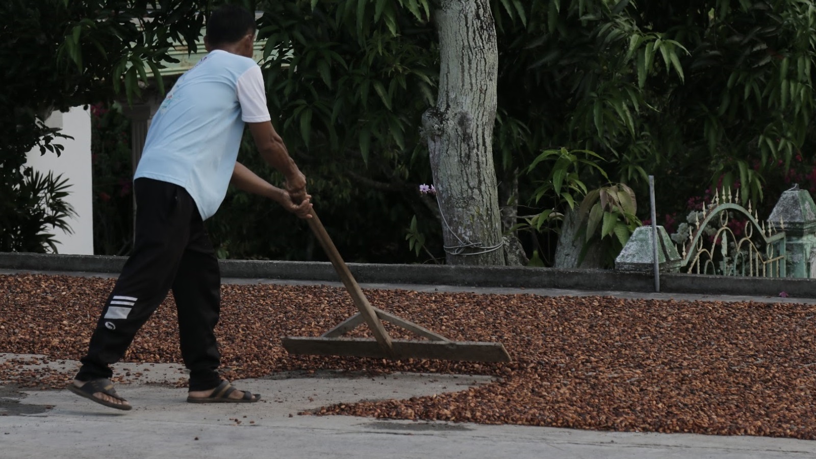 Ghana reporte les expéditions de cacao face à la crise d'approvisionnement
