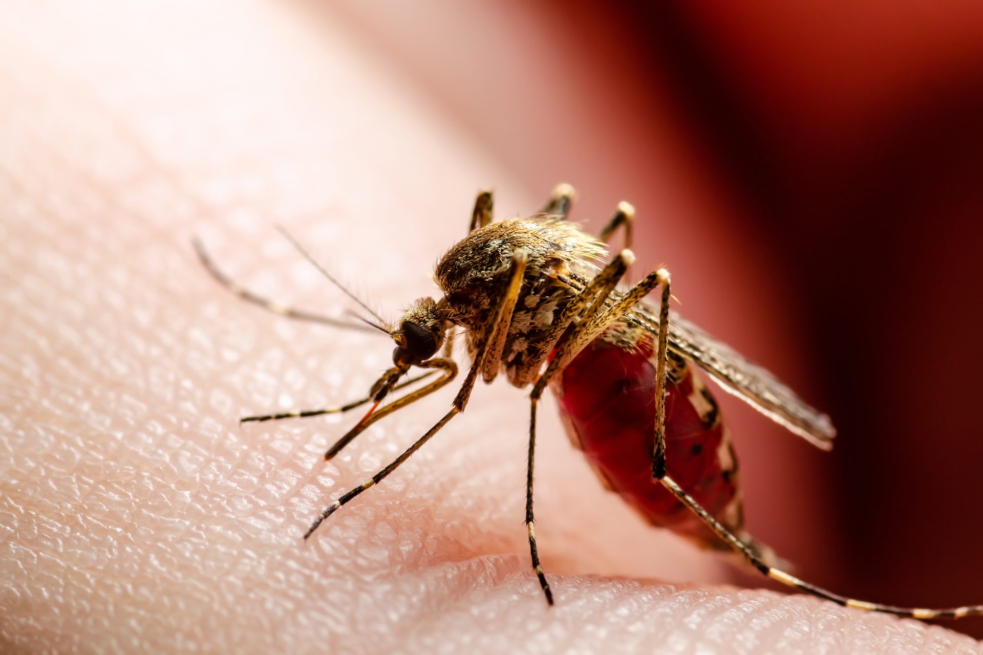 Histoire et propagation du paludisme étudiées