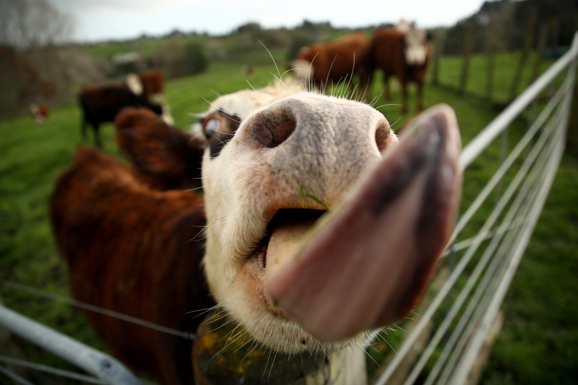La Nouvelle-Zélande abandonne la taxe sur les rots du bétail