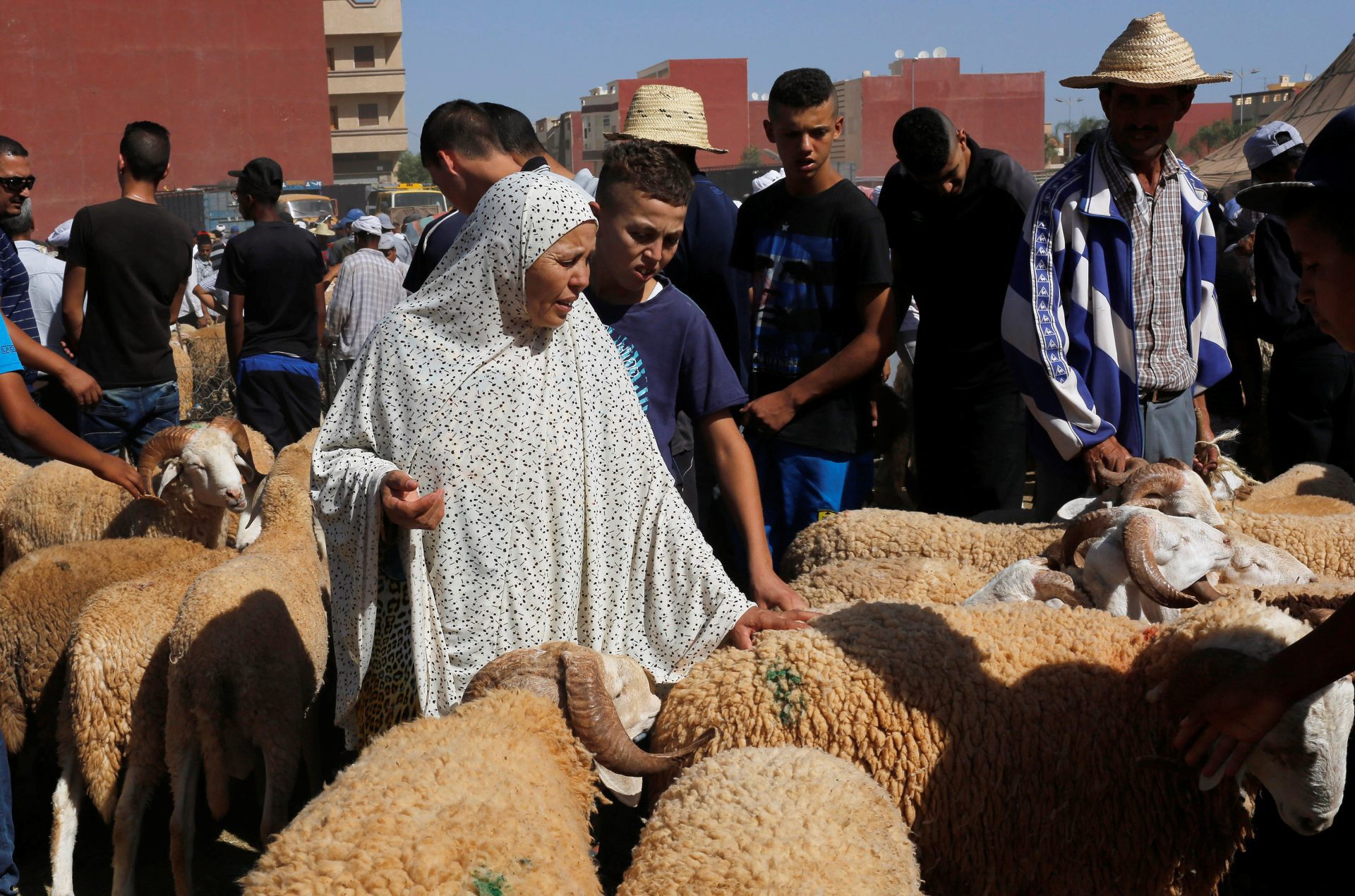 Le coût des moutons explose au Maroc à cause de la sécheresse