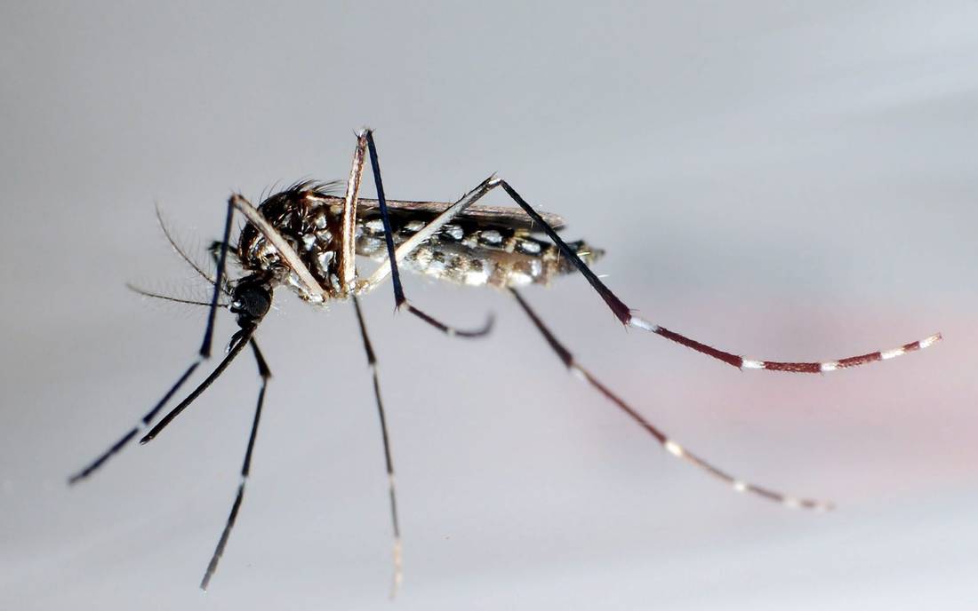 OMS signale une hausse mondiale des cas de fièvre dengue