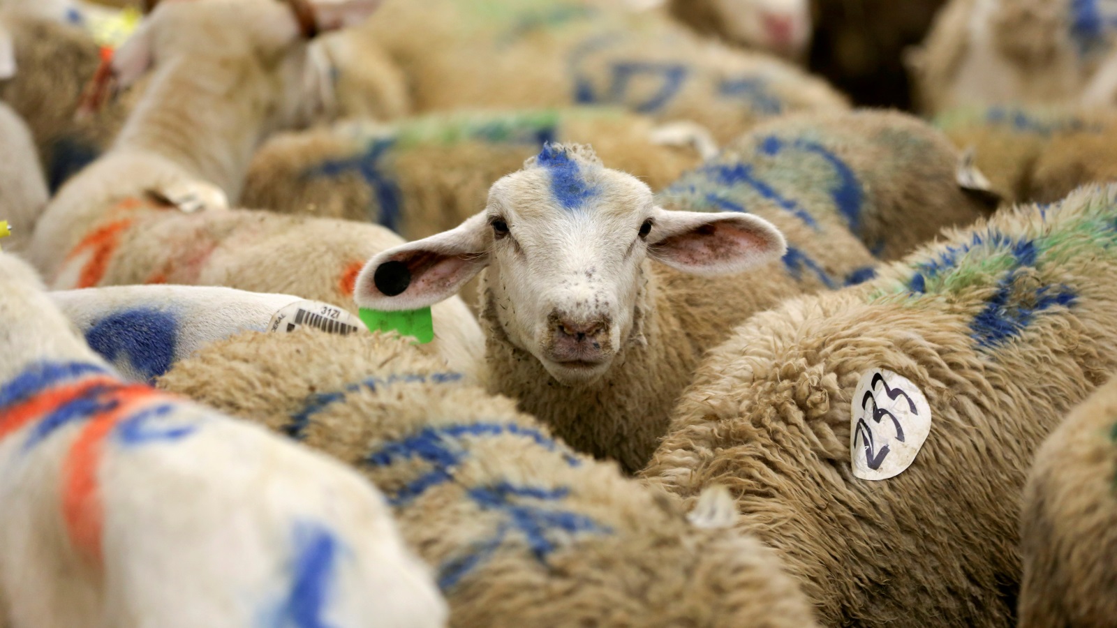 Prix des moutons dans le monde arabe avant l'Aïd al-Adha
