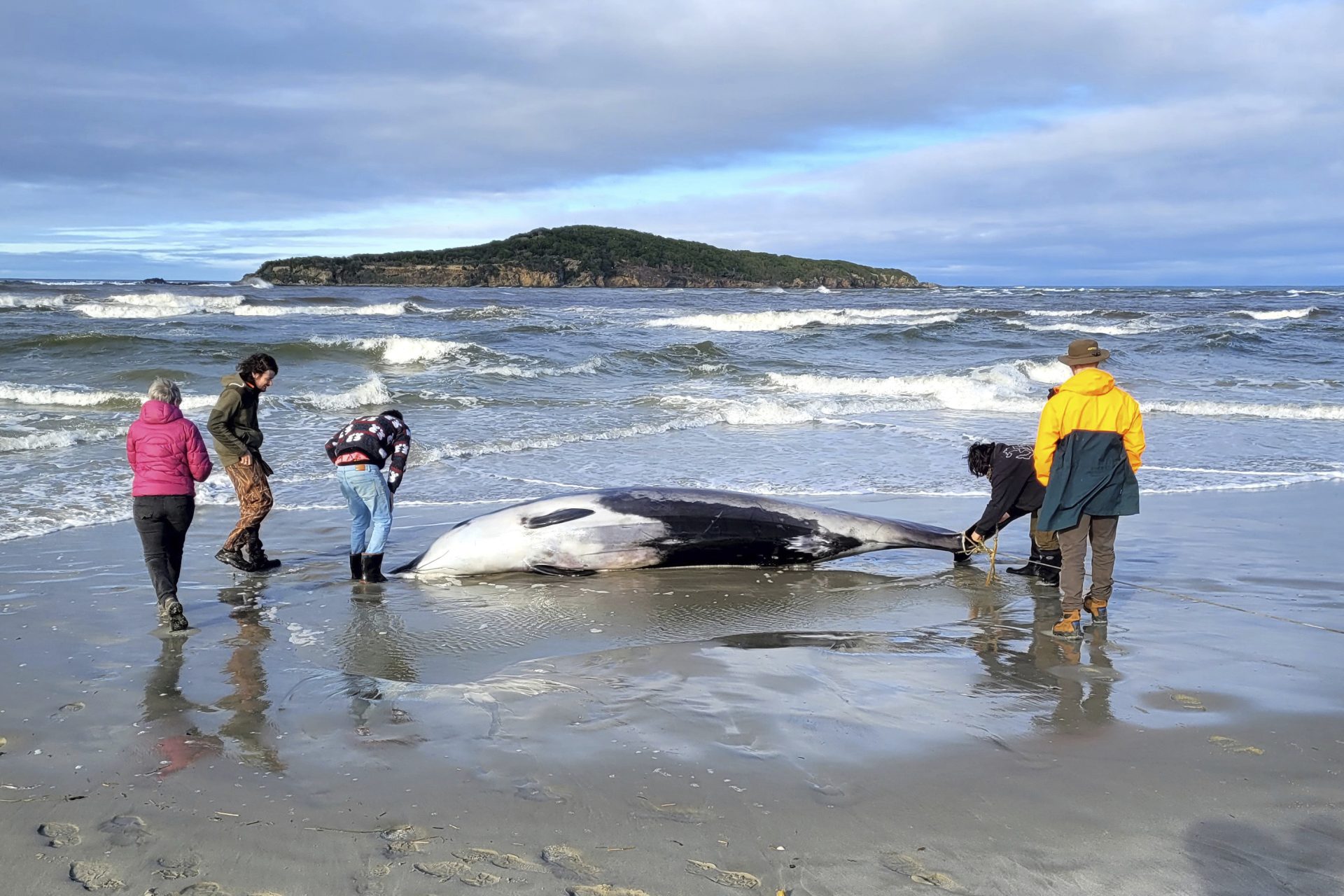 Découverte d'une espèce rare de baleine en Nouvelle-Zélande