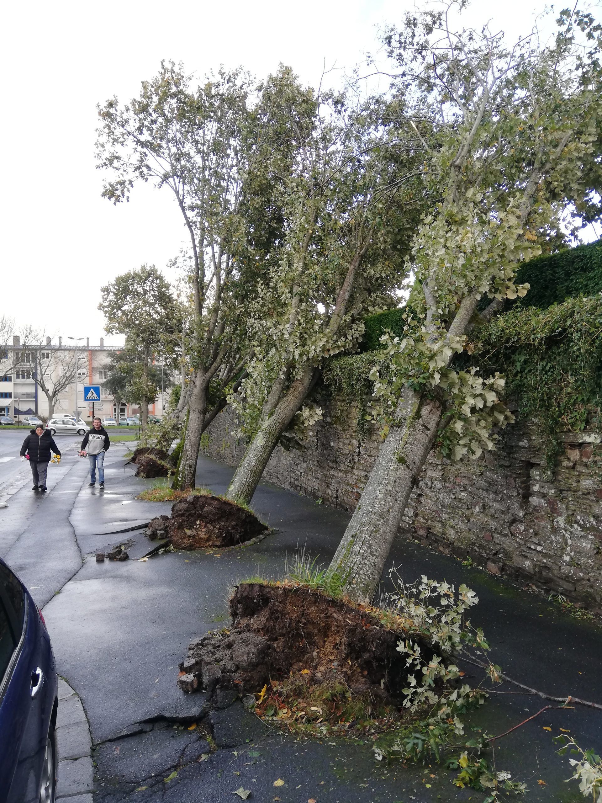 Impact de la tempête Ciaran sur la tasse de thé britannique