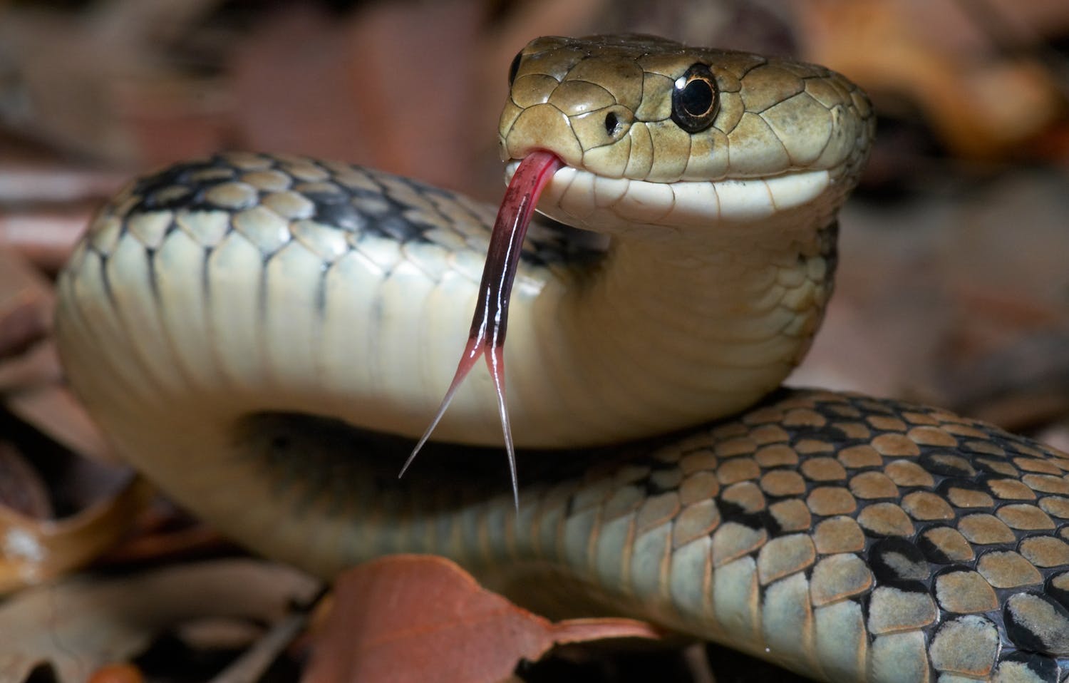 Interprétation des rêves de serpents multiples par une experte onirologue.jpeg