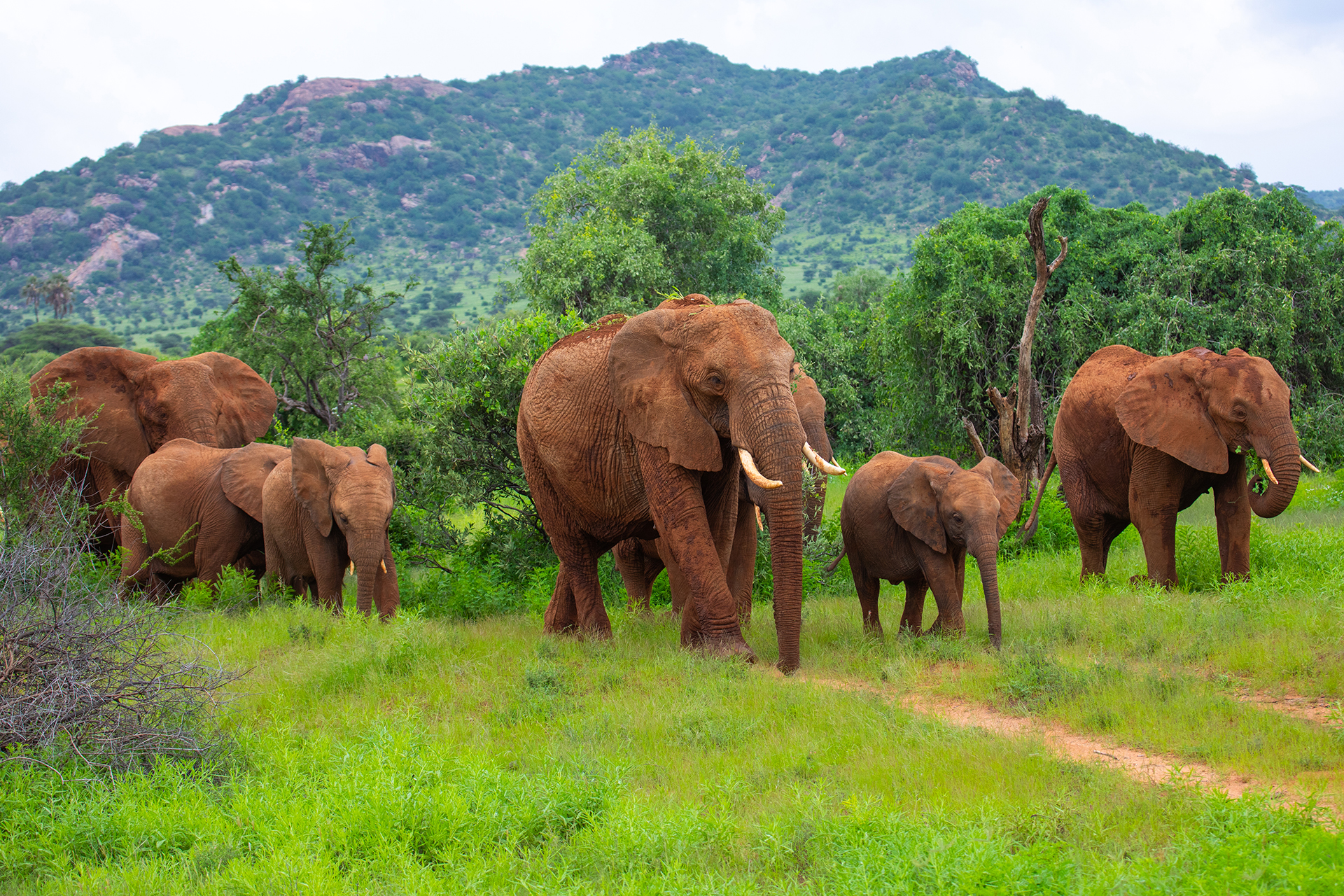 Orphelines dans l'enfance les éléphants retournent à la nature