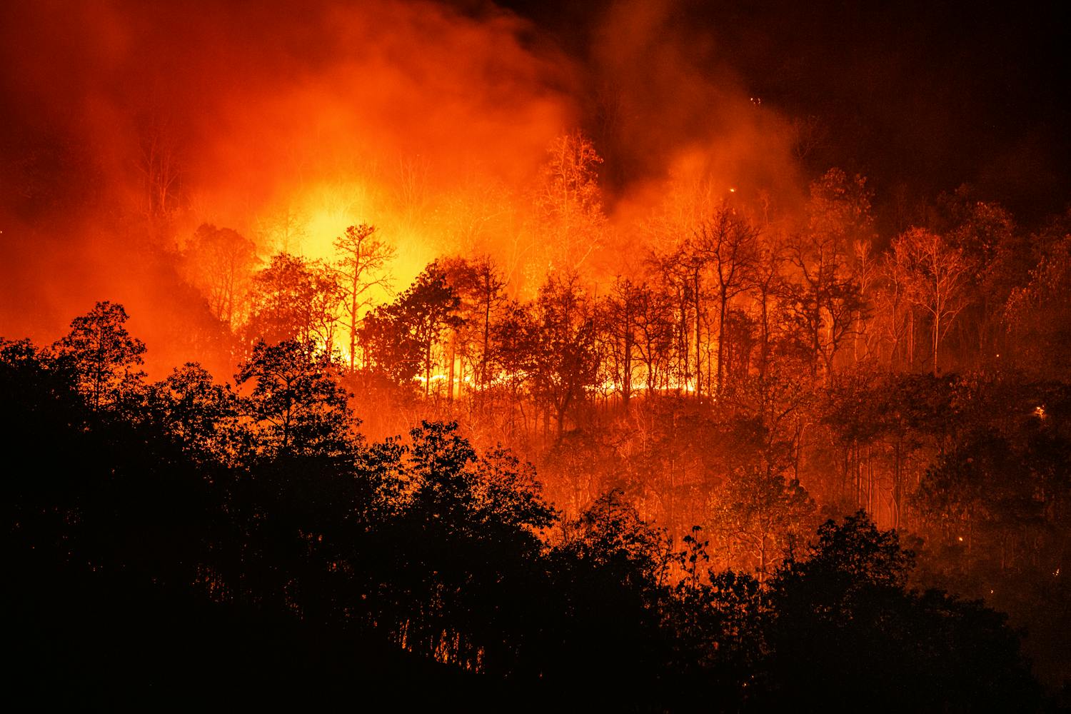 Augmentation du risque de démence liée à la fumée des feux de forêt.jpeg