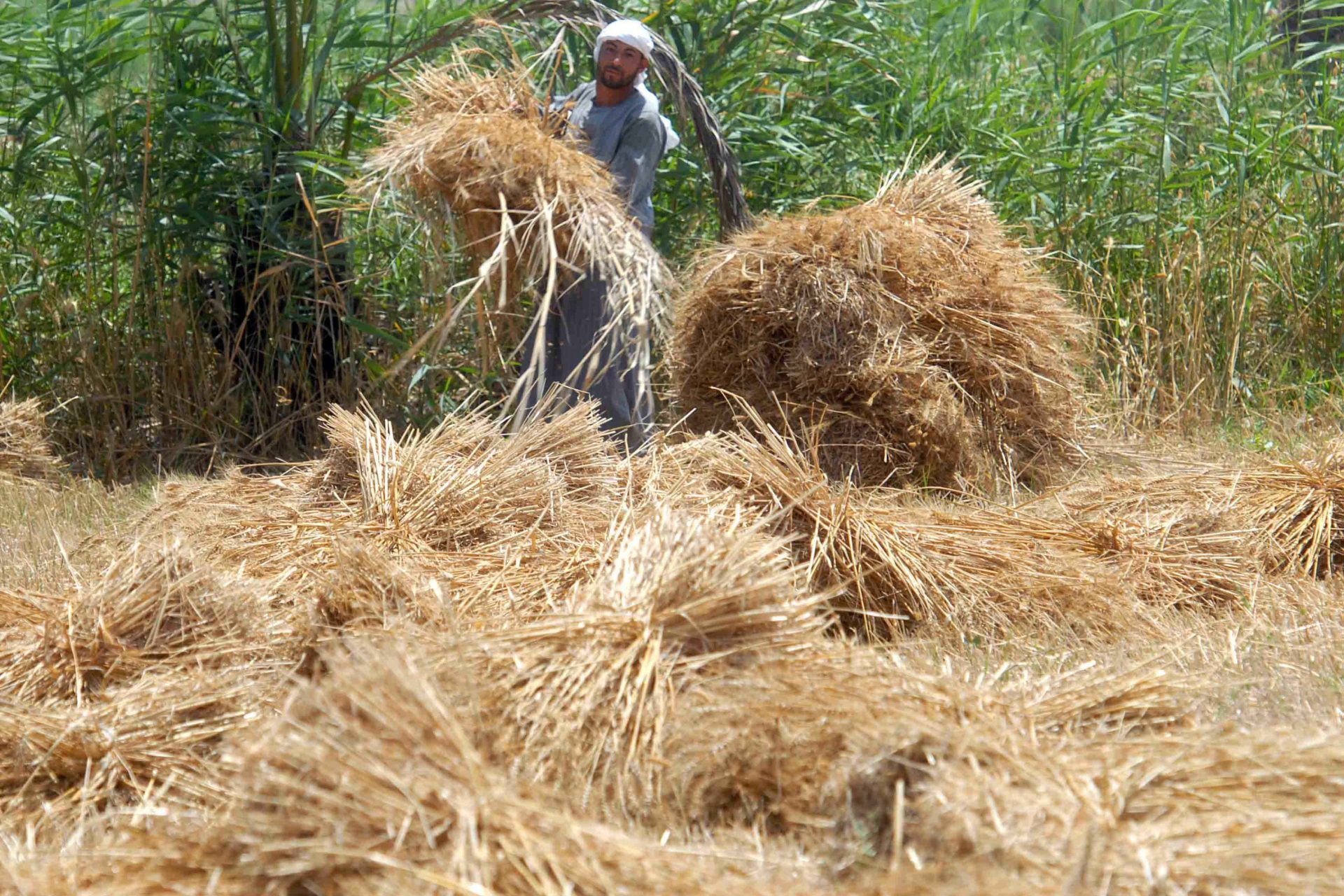 Baisse de l'offre et de la production la crise des engrais en Egypte