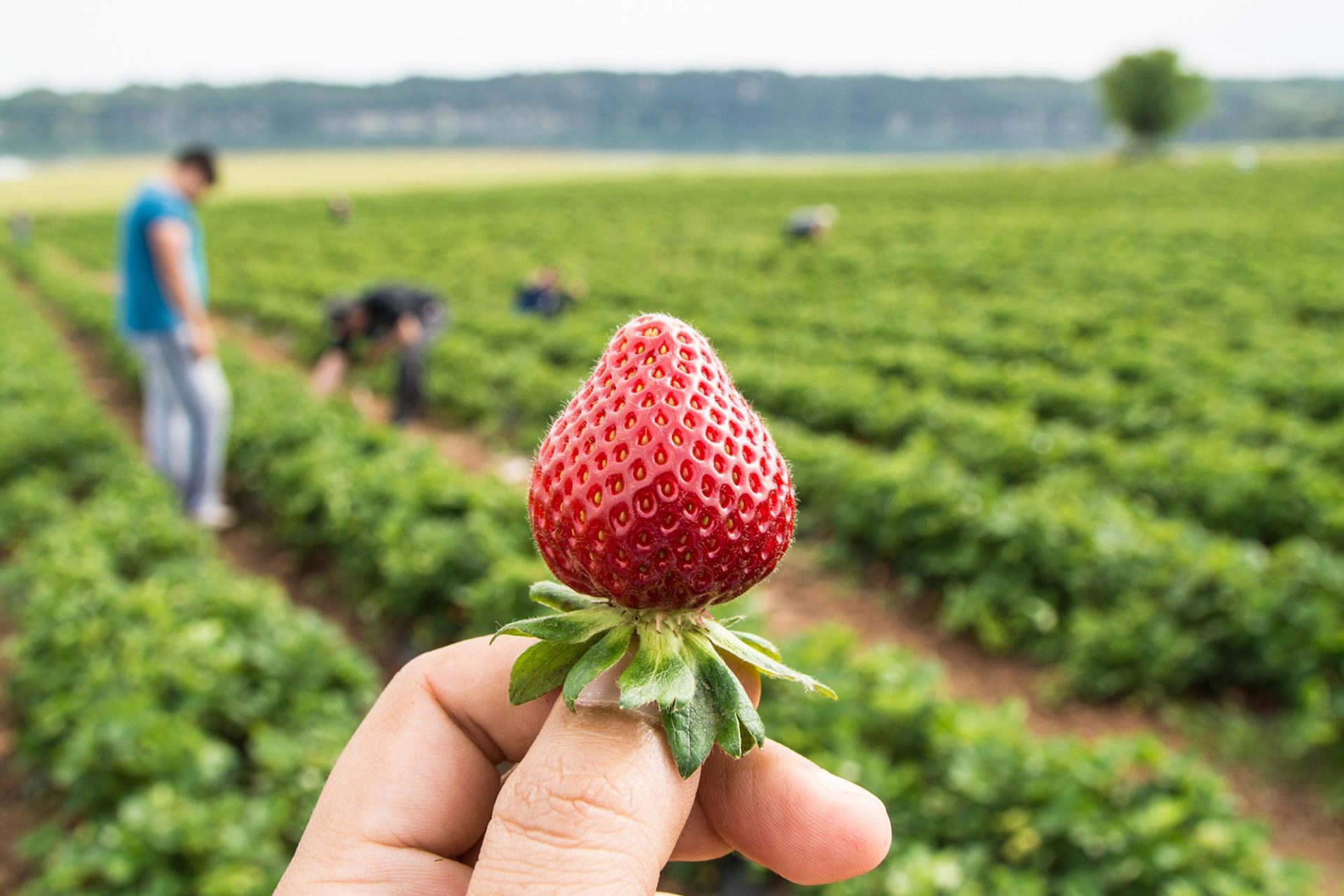 Génétique des fraises : des variétés plus juteuses et brillantes