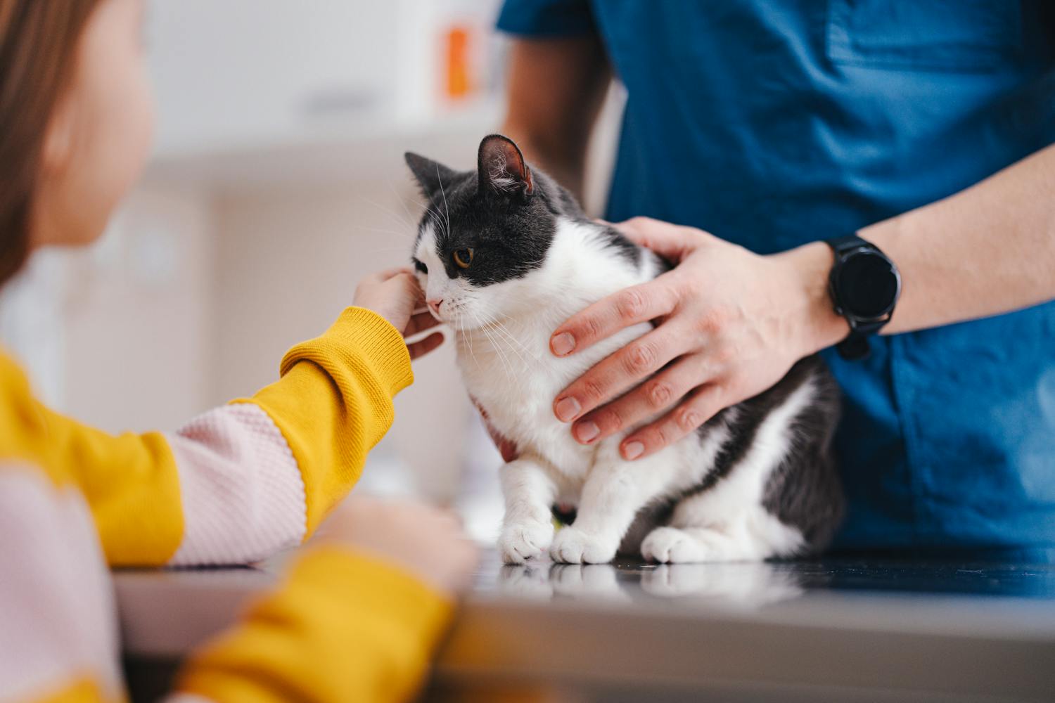 Les avantages de la stérilisation et de la castration chez les chats.jpeg