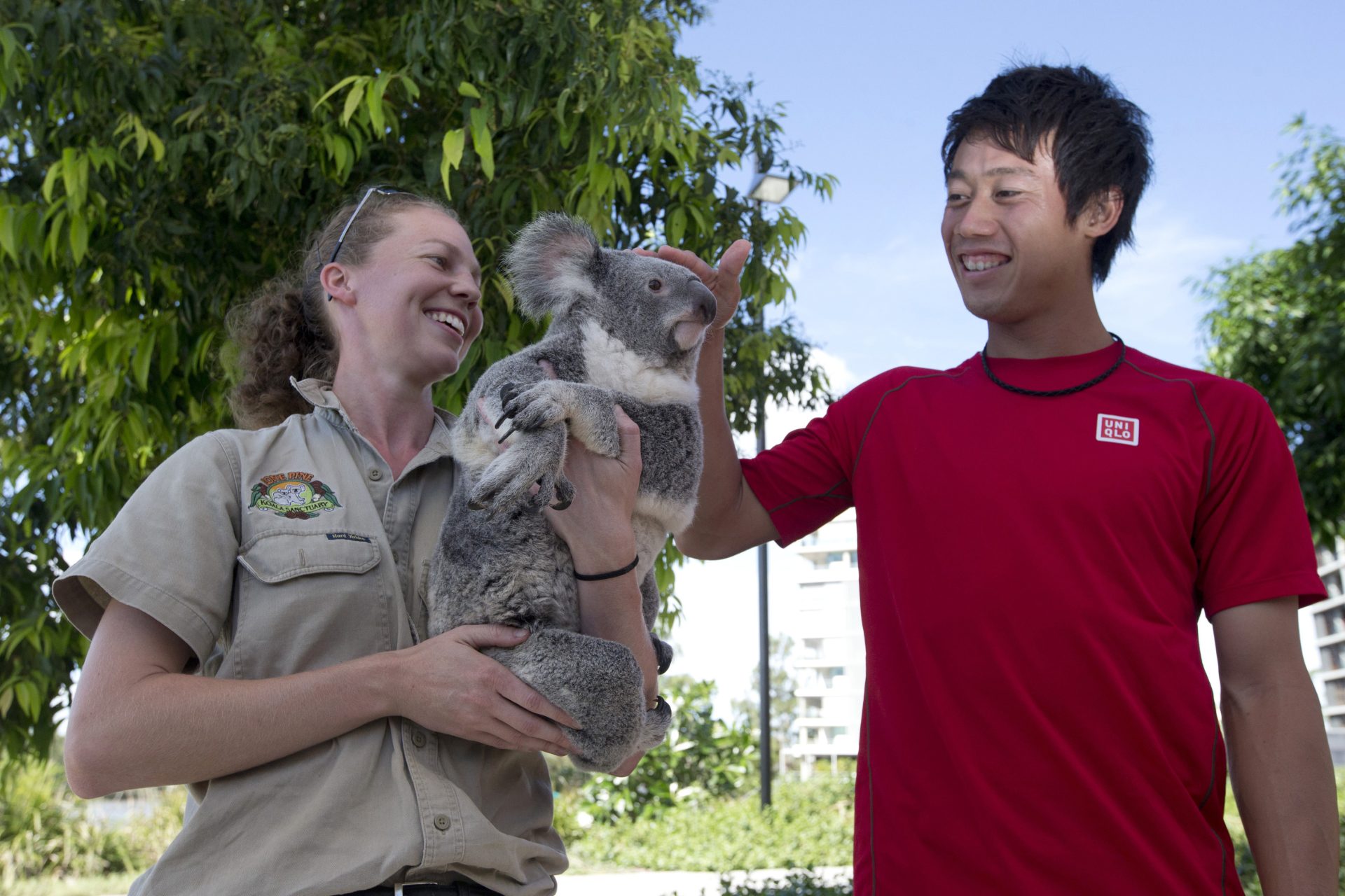 Pourquoi le câlin des koalas est-il interdit en Australie