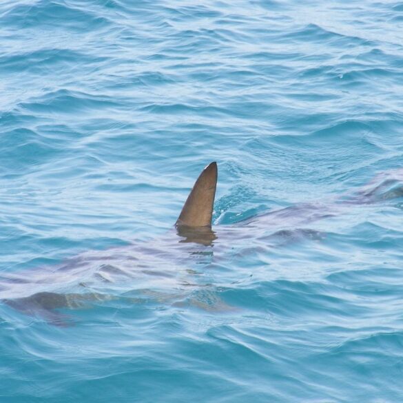 Requin en Manche: Risques pour les baigneurs près des plages de Normandie