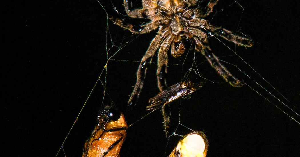 Une araignée utilise des lumières pour piéger des lucioles mâles