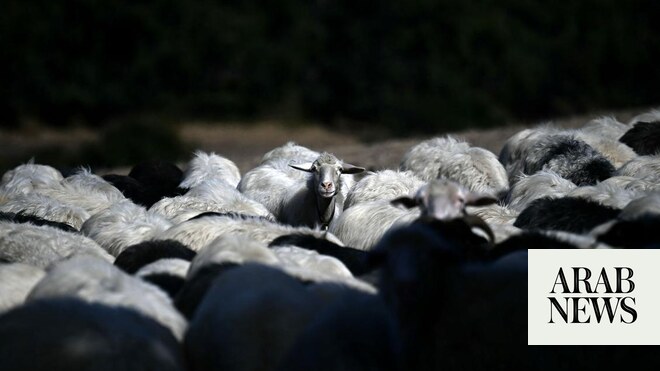 Lutte des éleveurs de moutons en Sardaigne contre le bluetongue